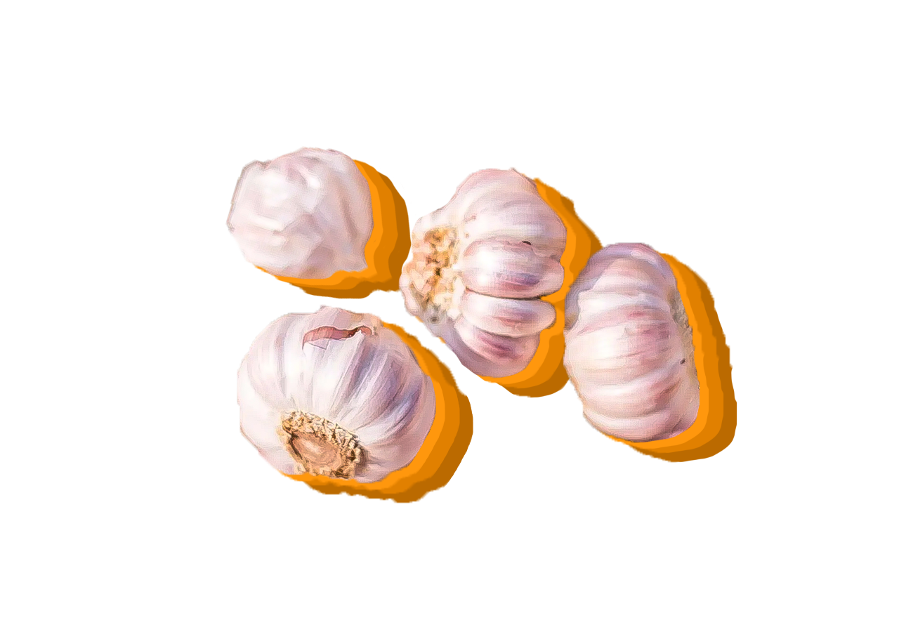 garlic